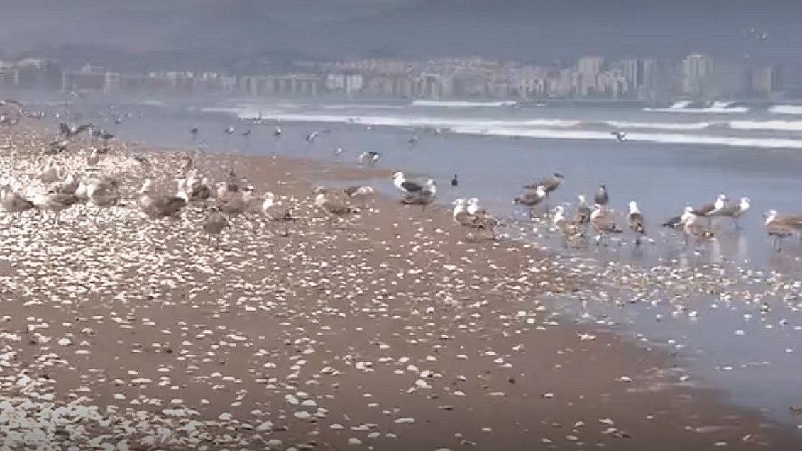 Tribunal Ambiental dictó nueva cautelar por otra varazón de moluscos en La Serena