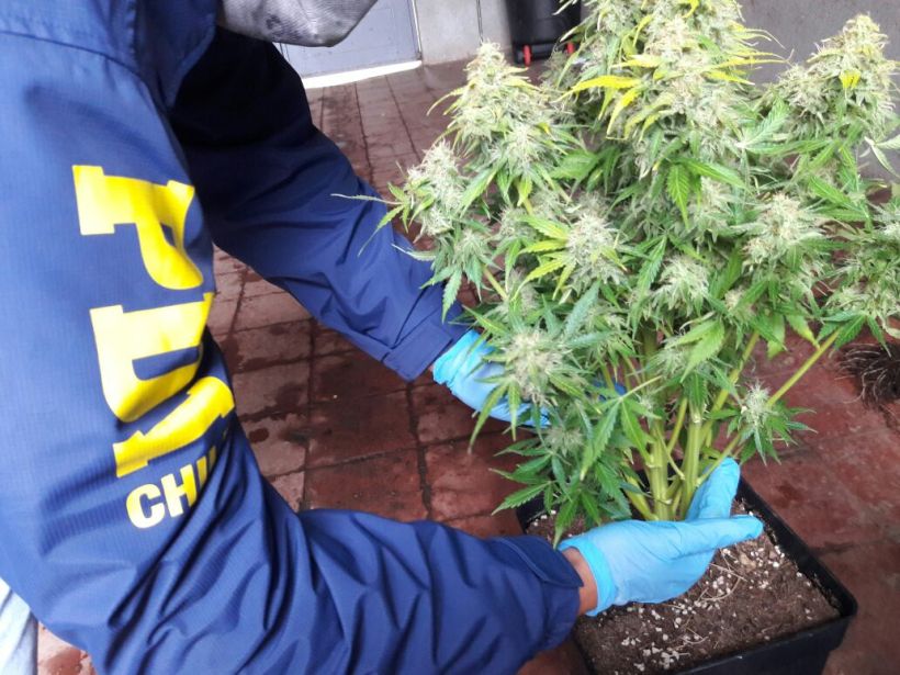 En prisión preventiva siete sujetos acusados de traficar droga en Biobío y La Araucanía