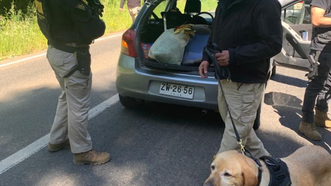 Incautan 8.000 dosis de cocaína y 305 plantas de marihuana en La Araucanía