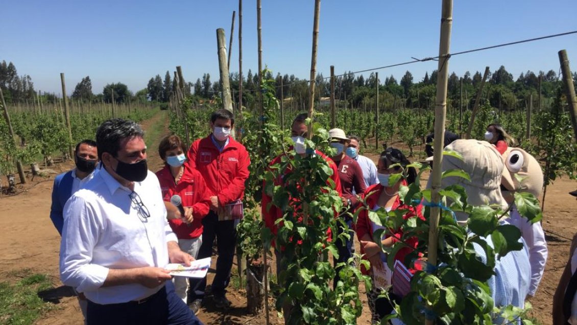 Predio agrícola de Teno presentó brote Covid y siguió operando, pese a prohibición