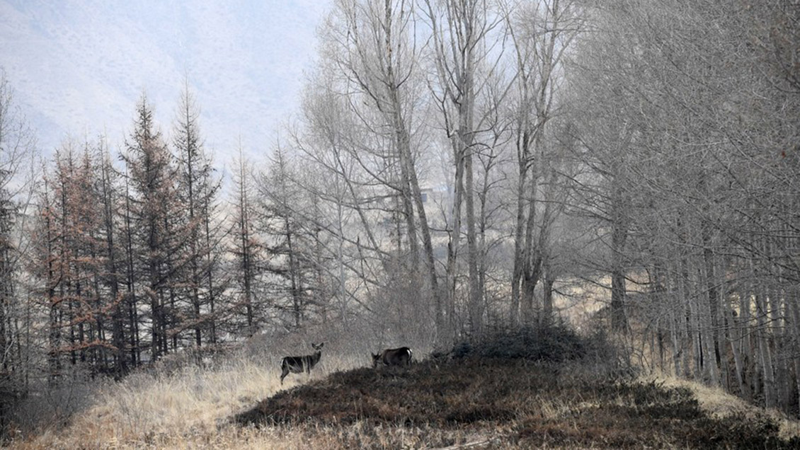 Rescatan ciervo en peligro de extinción en montañas del noroeste de China