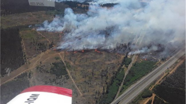 Conaf declaró alerta roja para Temuco por incendio forestal