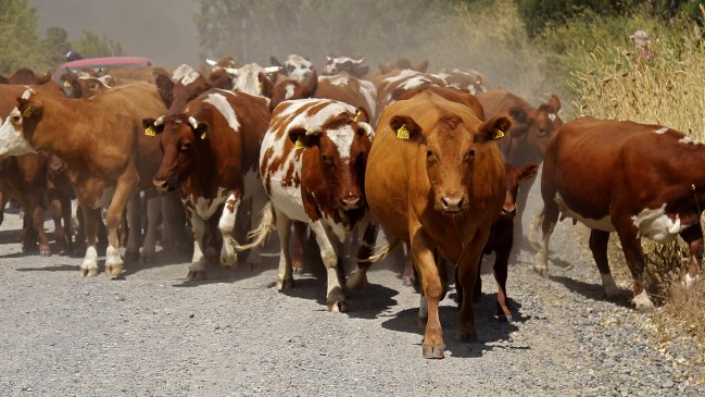 Sujetos se tomaron un predio y robaron 70 animales en Tirúa