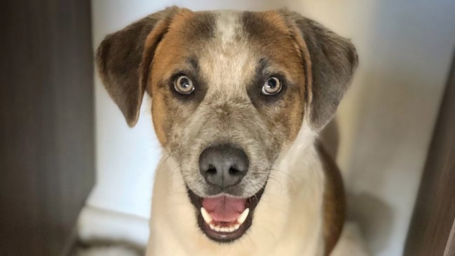 ¡Feliz cumpleaños Turrón! La historia del perro que se robó el corazón de los tuiteros