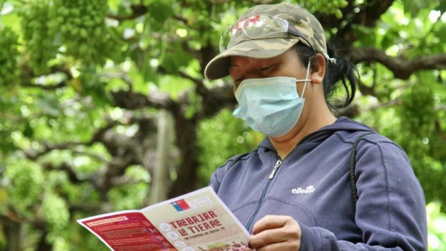 Autoridad sanitaria refuerza protocolos para evitar contagios de Covid-19 en sector agrícola de O'Higgins