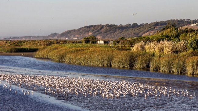 Estudiantes de Turismo realizan guías sanitarias en Humedal de Concón