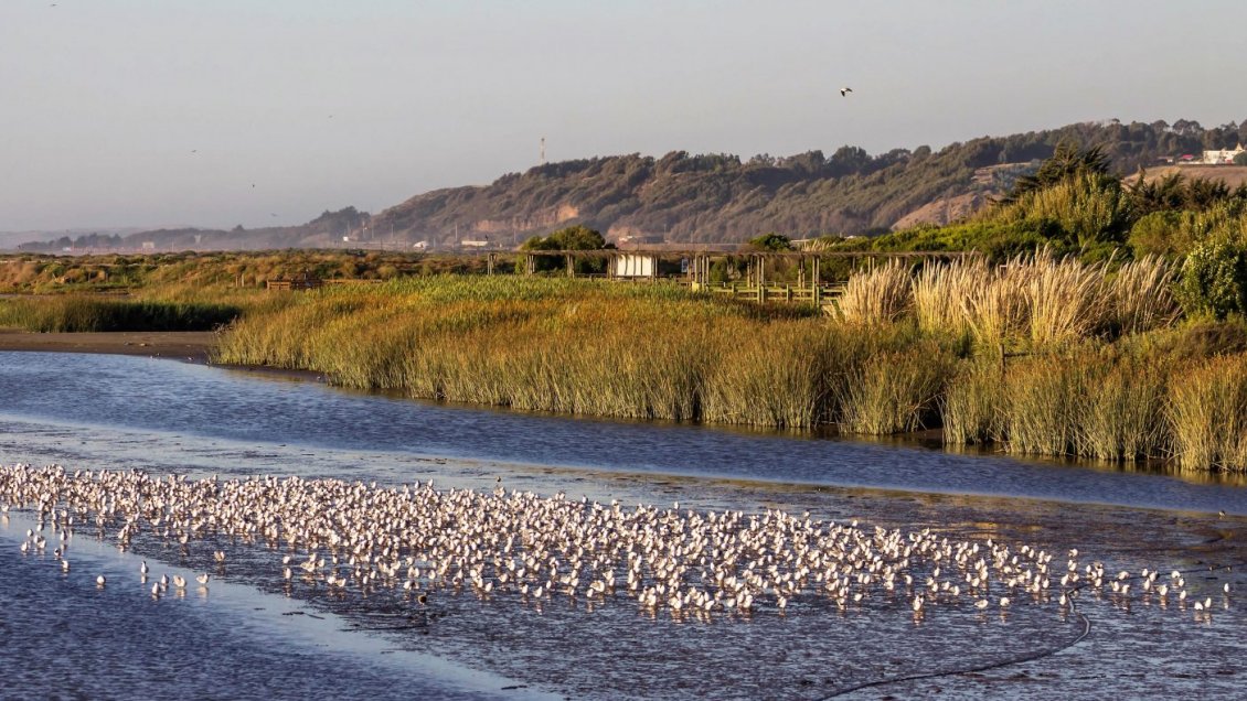 Estudiantes de Turismo realizan guías sanitarias en Humedal de Concón