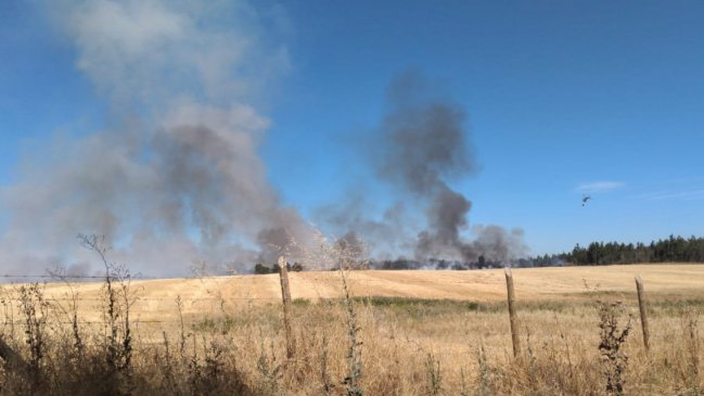 Chillán registra nuevo incendio forestal: 35 hectáreas consumidas en Santa Cruz de Cuca