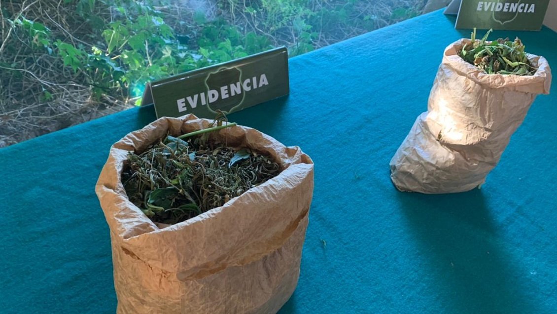 Concepción: Carabineros detectó plantación de marihuana camino a la Reserva Nonguén