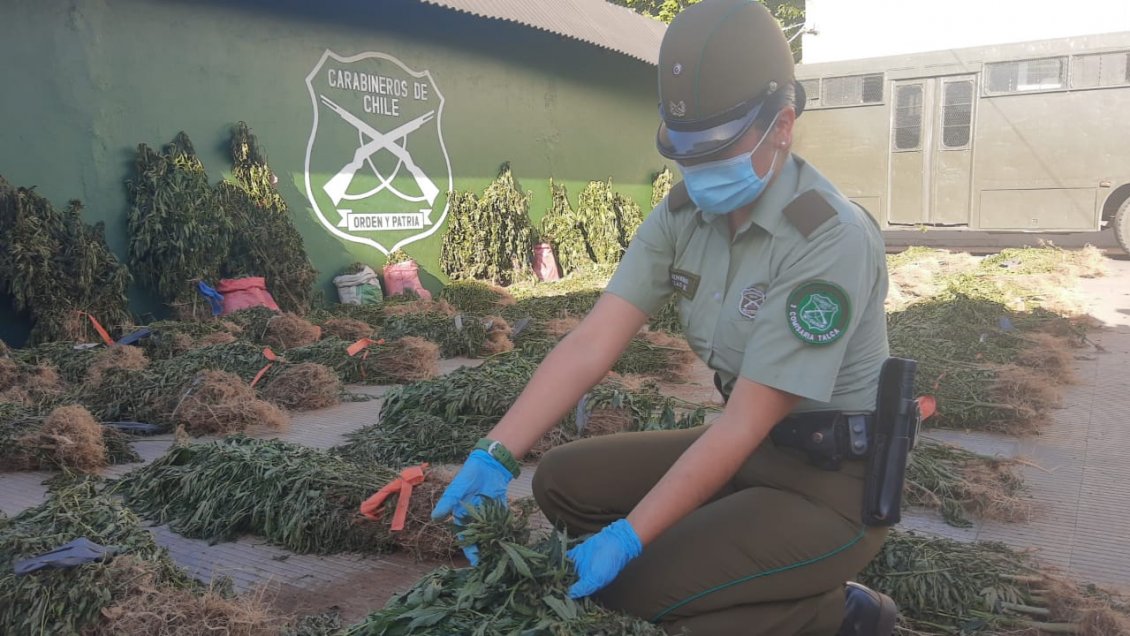 Carabineros decomisó más de 15 mil matas de marihuana en Molina