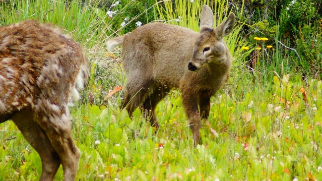 Veterinarios fueron al rescate de un joven huemul con deformaciones en el rostro