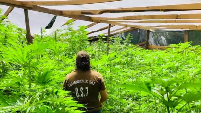 Carabineros incautó 943 plantas de marihuana en un predio de Ñuble