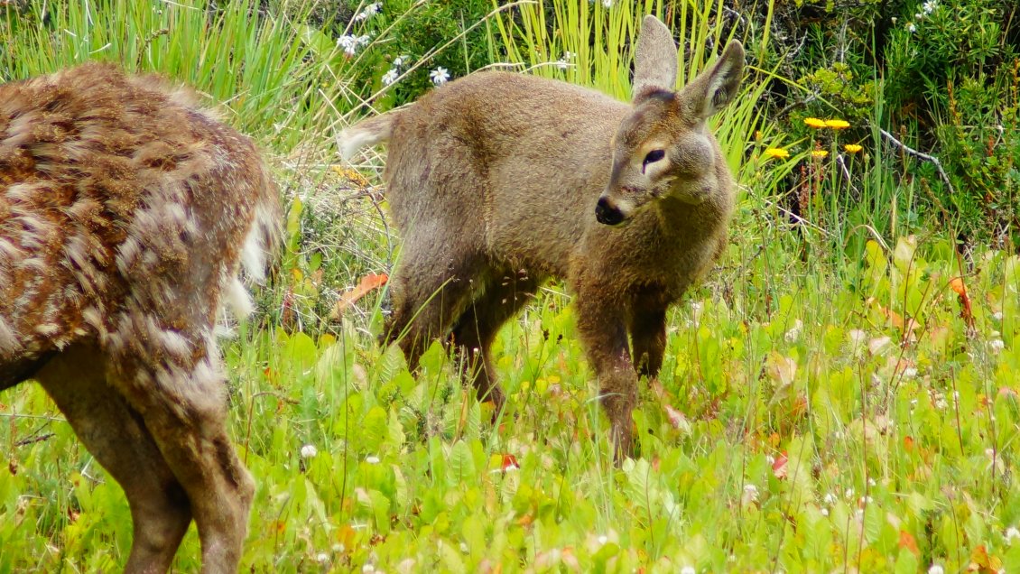 Veterinarios fueron al rescate de un joven huemul con deformaciones en el rostro