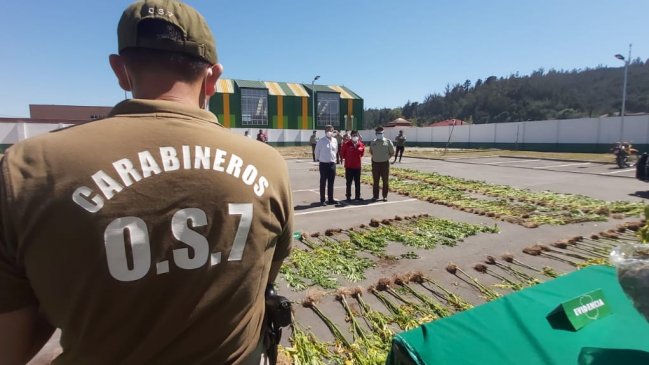 Carabineros desbarató la plantación de marihuana más grande de la década en Concepción