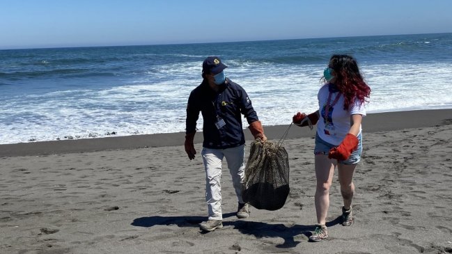 Aplican test PCR a voluntarios que protegerán a crías de lobos marinos en Cobquecura