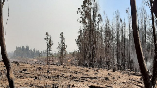 Ya pasó el riesgo para viviendas por el incendio entre Nacimiento y Santa Juana