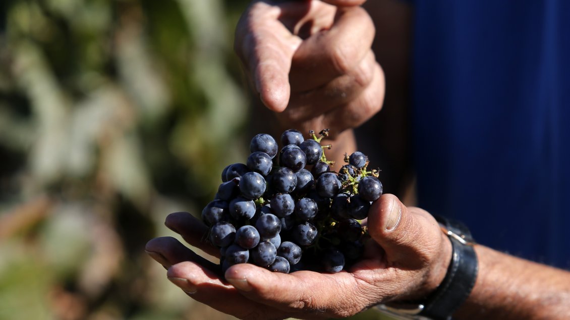 ¿Cuántas hectáreas hay dedicadas a la uva vitivinícola en Chile?