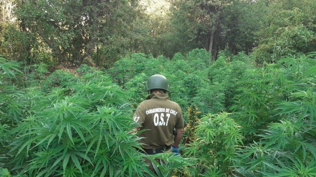 Decomisan más de 13 mil matas de marihuana en sector cordillerano de San Fernando