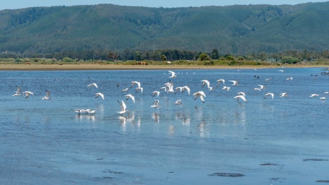 Avanzan gestiones para declarar a importante humedal como Santuario de la Naturaleza