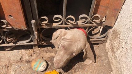  Final feliz: Bomberos rescató a un perrito atascado en un reja en Las Condes  