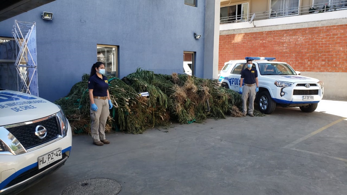 PDI decomisó cerca de dos mil matas de marihuana en Constitución