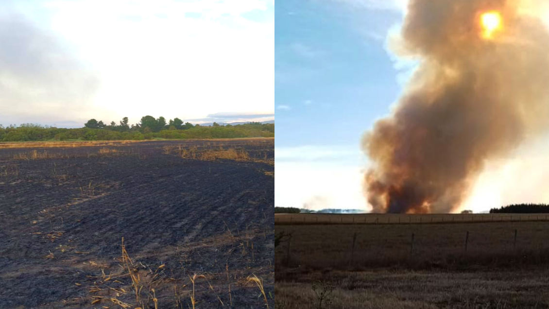 Quema de plantación de trigo en Cañete provocó pérdida de 700 toneladas