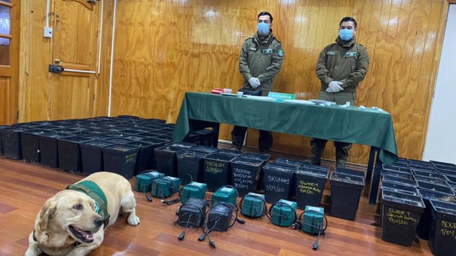 Carabineros incautó drogas por 26 millones de pesos en Punta Arenas