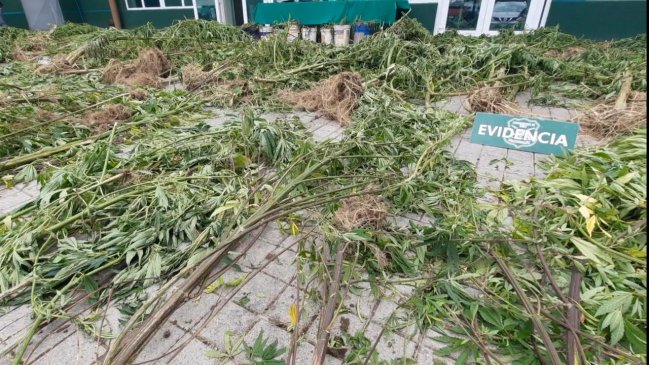 Carabineros descubrió plantación de marihuana y droga procesada en Lican Ray