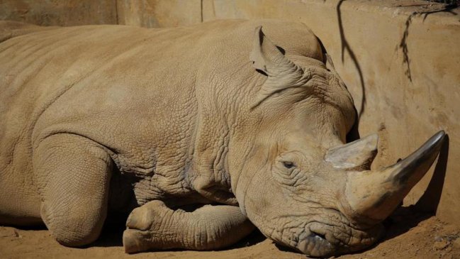 La caza furtiva de rinocerontes disminuyó un 33% en 2020 en Sudáfrica