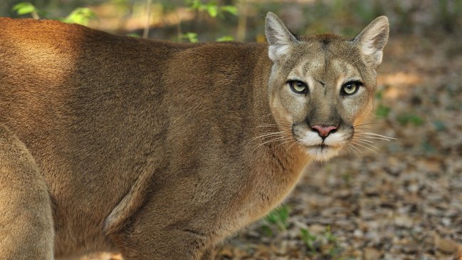 Dos pumas en cautiverio están desaparecidos tras aluvión en San Alfonso