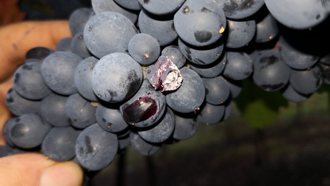 Para activar seguros: Indap llama a pequeños agricultores a reportar daños tras sistema frontal