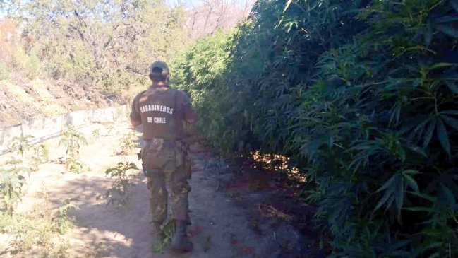 Sujeto tenía millonaria plantación de marihuana en camping de Salamanca
