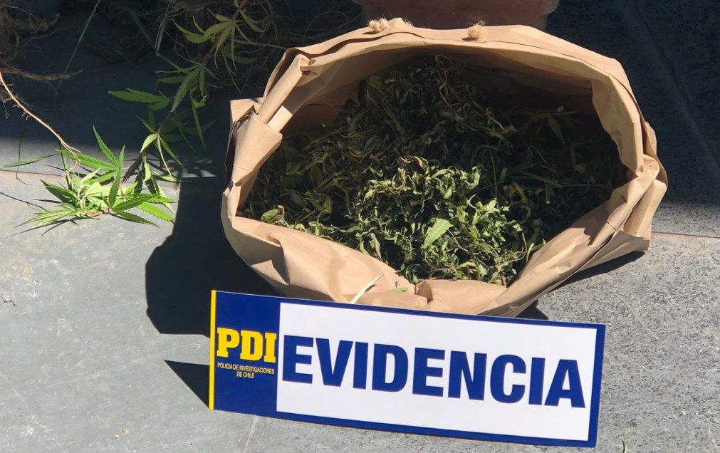 Mujer tenía 17 plantas de marihuana en su patio y vecinos del condominio la denunciaron