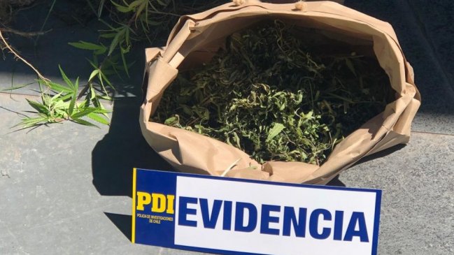 Mujer tenía 17 plantas de marihuana en su patio y vecinos del condominio la denunciaron
