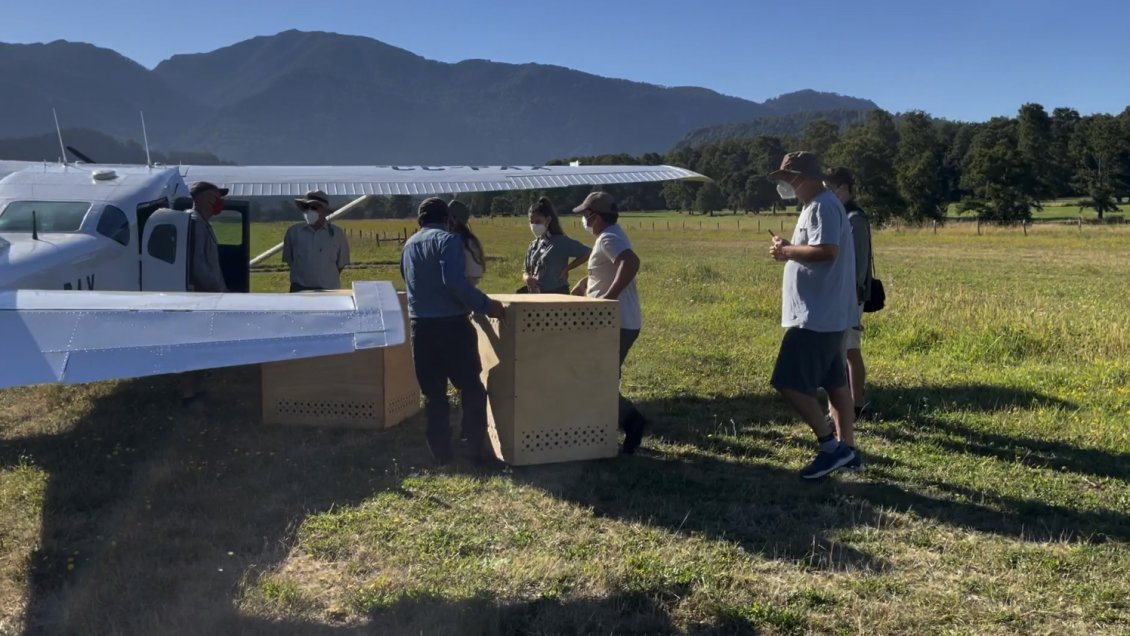 Exitoso traslado de polluelos de ñandú desde Futrono al Parque Nacional Patagonia