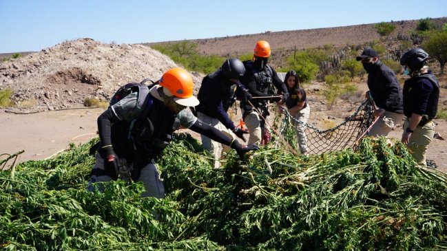 Descubren tres toneladas de plantas de marihuana en quebradas de la Región de Coquimbo