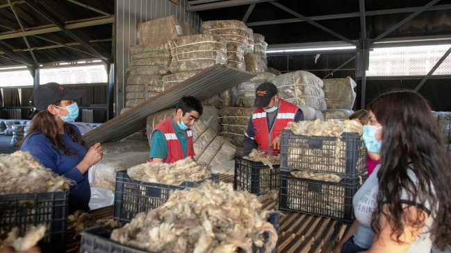 Impulsan nuevo modelo de construcción con lana de oveja y madera nativa en Aysén