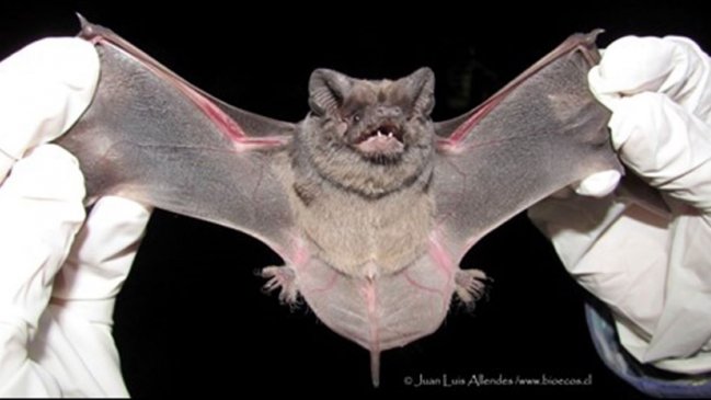 Realizan vacunación de mascotas tras hallazgo de murciélago con rabia en Puerto Aysén