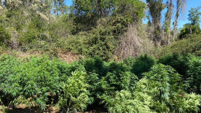 Decomisan más de 800 plantas de marihuana en Pumanque y San Vicente