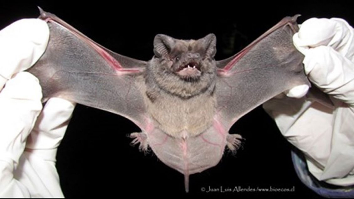 Realizan vacunación de mascotas tras hallazgo de murciélago con rabia en Puerto Aysén