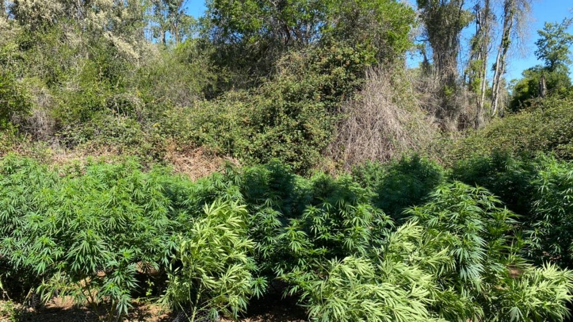 Decomisan más de 800 plantas de marihuana en Pumanque y San Vicente