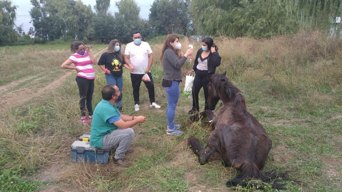Encuentran un caballo maniatado y al borde de la muerte en San Clemente