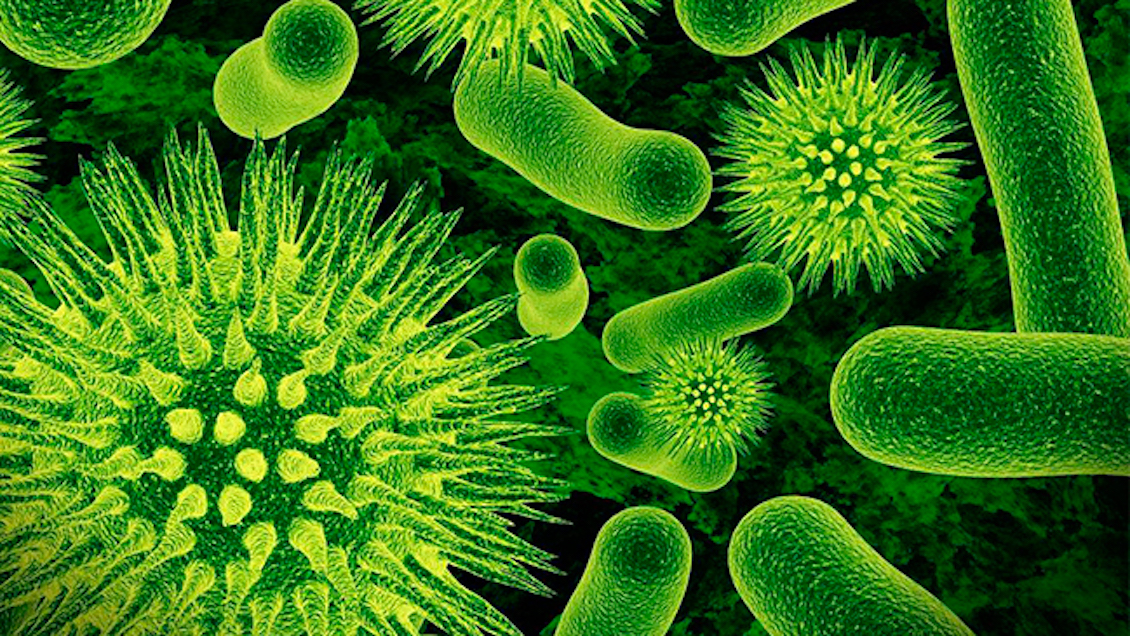Algunas bacterias se vuelven inactivas para sobrevivir a los antibióticos