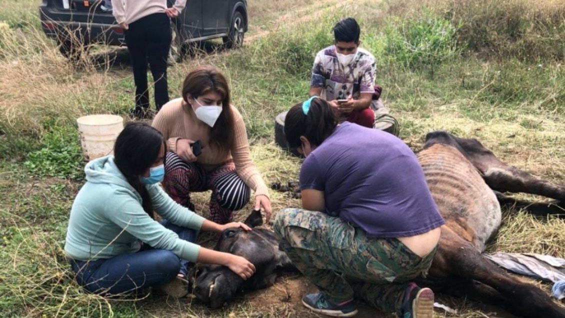 Sacrifican al caballo que había sido encontrado maniatado y agonizando en San Clemente