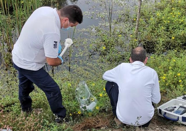 PDI indaga mortandad de peces en Lago Rapel