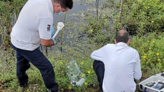PDI indaga mortandad de peces en Lago Rapel