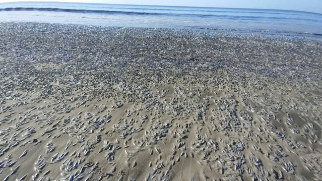 Sernapesca investiga varazón de 190 toneladas de especies marinas en Arauco