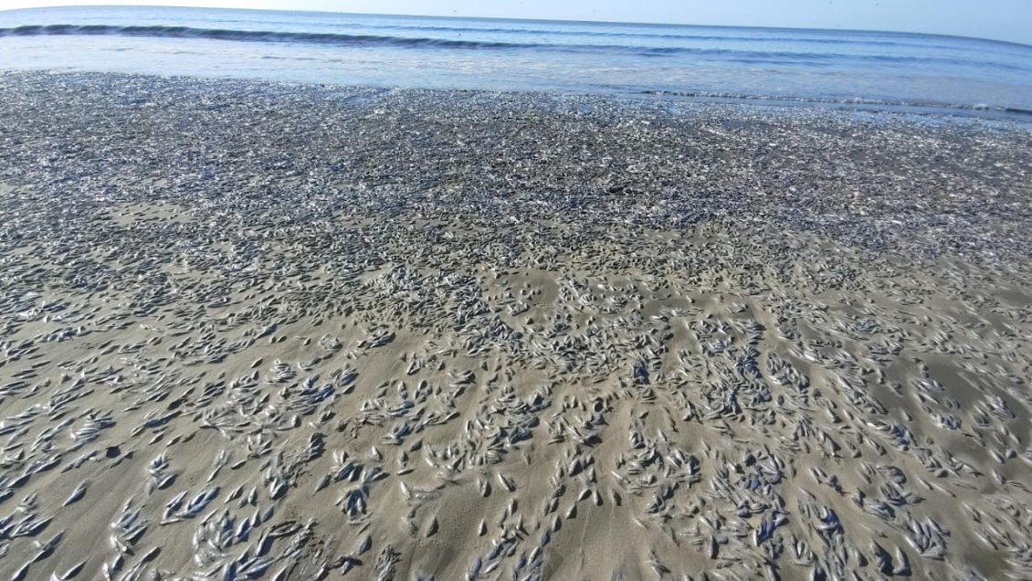 Sernapesca investiga varazón de 190 toneladas de especies marinas en Arauco