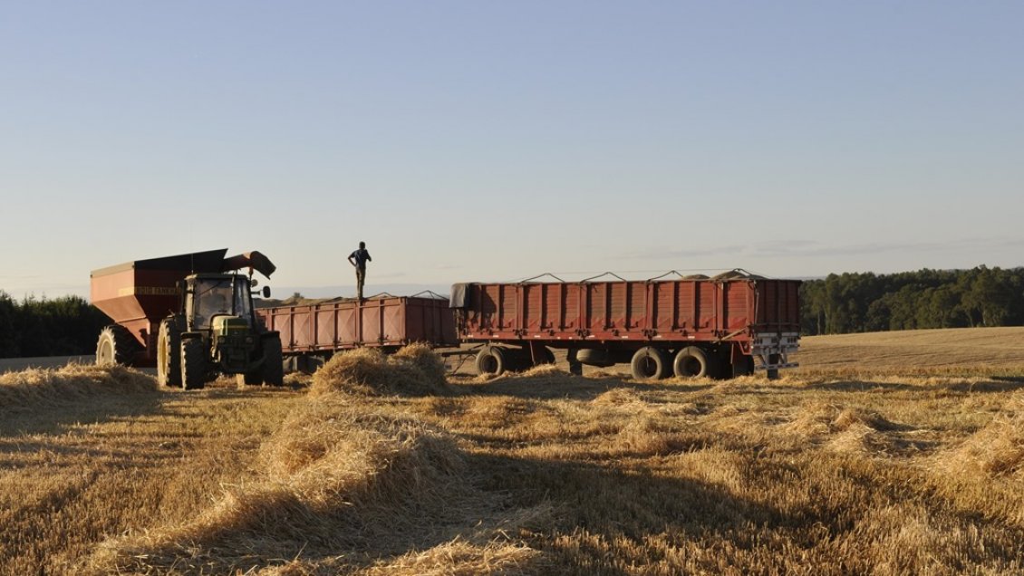 Sequía y lluvias inesperadas afectan las cosechas en La Araucanía