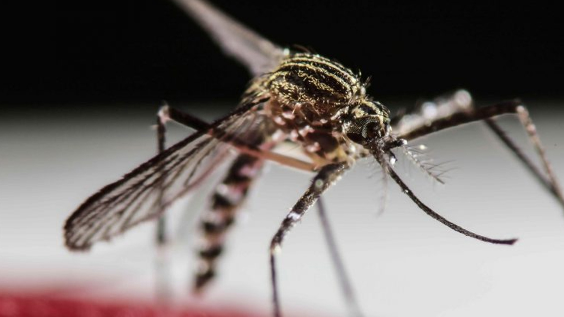 La candidata a vacuna contra el Zika muestra resultados prometedores en ensayos de fase I